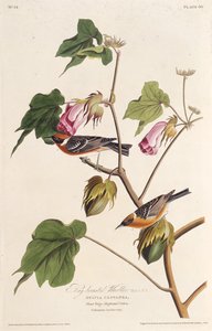 De kastanjeborstige zanger. Uit De Vogels van Amerika, 1827-1838 door John James Audubon
