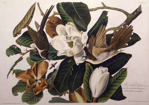 De zwartbekkoekoek. Uit The Birds of America, 1827-1838 door John James Audubon