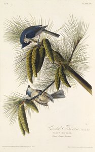 De zwartkuifmees. Uit The Birds of America, 1827-1838 door John James Audubon