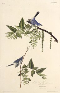De blauw-grijze muggenvanger. Uit The Birds of America