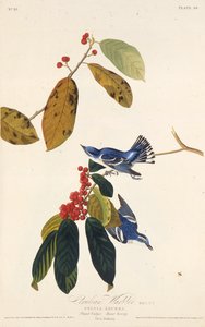 De cerulean zanger. Uit The Birds of America