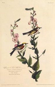 De kastanjezangvogel. Uit The Birds of America, 1827-1838 door John James Audubon