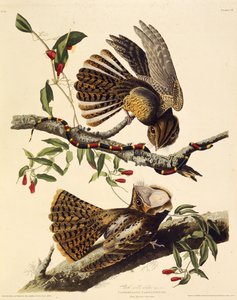 De chuck-wills-widow. Uit The Birds of America, 1827-1838 door John James Audubon