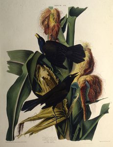 De gewone grackle. Uit The Birds of America door John James Audubon
