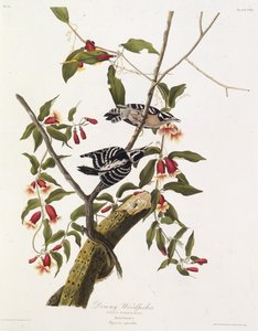 De donsige specht. Uit The Birds of America, 1827-1838