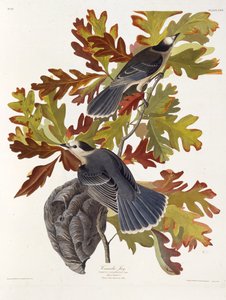 De grijze gaai. Uit The Birds of America, 1827-1838 door John James Audubon