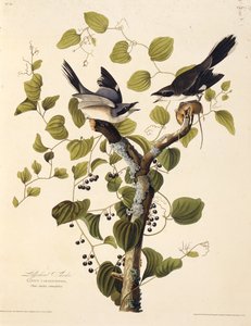 De klapekster. Uit The Birds of America, 1827-1838