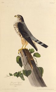 De smelleken. Uit The Birds of America door John James Audubon