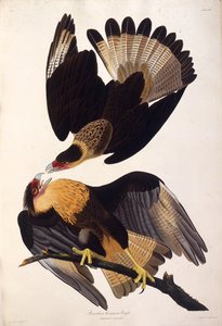 De noordelijke kuifcaracara. Uit The Birds of America, 1827-1838 door John James Audubon