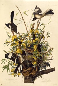De Noordelijke Spotvogel. Uit The Birds of America door John James Audubon