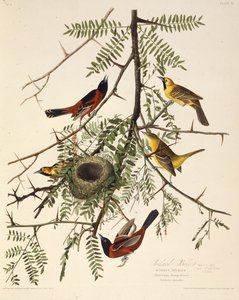 De boomgaardoriole. Uit The Birds of America, 1827-1838 door John James Audubon