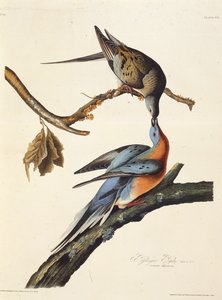 De passagiersduif. Uit The Birds of America, 1827-1838