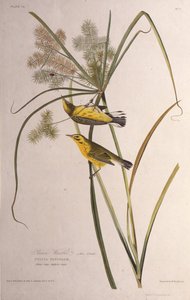 De prairie zanger. Uit The Birds of America