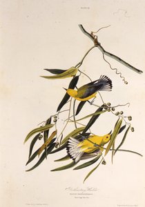 De prothonotary zanger. Uit The Birds of America, 1827-1838