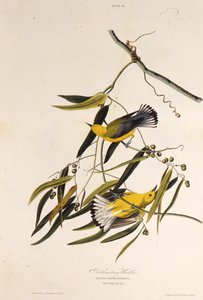 De prothonotary zanger. Uit The Birds of America, 1827-1838
