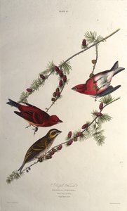 De paarse vink. Uit The Birds of America, 1827-1838