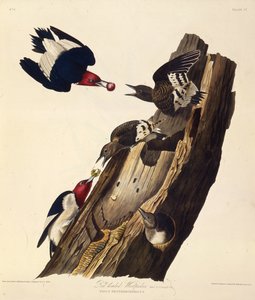 De roodkopspecht. Uit The Birds of America, 1827-1838 door John James Audubon