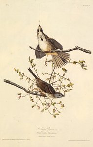 De zangmus (uit The Birds of America, 1827-1838) door John James Audubon