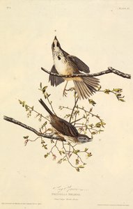 De zangmus. Uit The Birds of America door John James Audubon