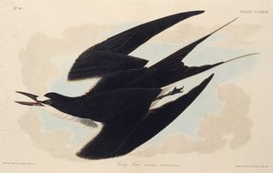 De roetstern. Uit The Birds of America, 1827-1838 door John James Audubon
