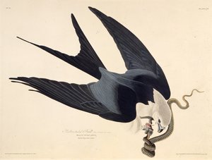 De zwaluwstaartwouw. Uit The Birds of America, 1827-1838 door John James Audubon