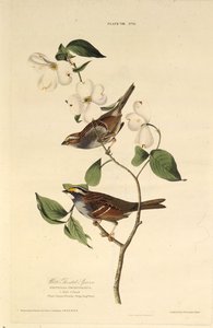 De witkeelgors. Uit The Birds of America, 1827-1838 door John James Audubon