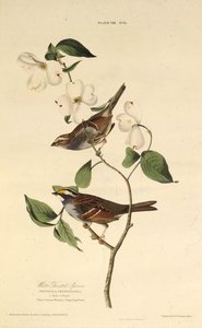 De witkeelgors. Uit The Birds of America, 1827-1838 door John James Audubon