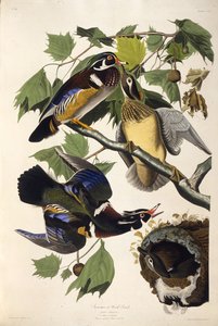 De houtduif. Uit The Birds of America, 1827-1838 door John James Audubon