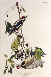 De geelbuikspecht. Uit The Birds of America, 1827-1838 door John James Audubon