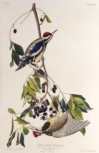 De geelbuikspecht. Uit The Birds of America, 1827-1838 door John James Audubon
