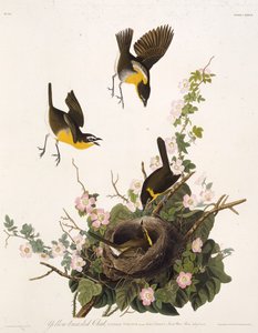 De geelborstzanger. Uit The Birds of America, 1827-1838 door John James Audubon