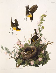 De geelborstzanger. Uit The Birds of America, 1827-1838 door John James Audubon