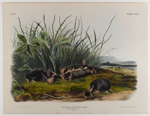 Townsends spitsmuismol door John James Audubon