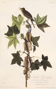 Traills vliegenvanger. Uit The Birds of America, 1827-1838 door John James Audubon