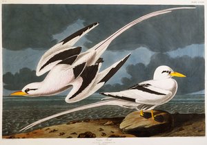 Tropische vogel door John James Audubon