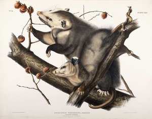 Virginische Opossum, 1845 door John James Audubon