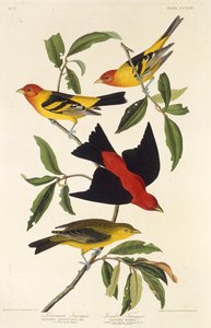 Westelijke tangare. Scharlaken tangare. Uit The Birds of America, 1827-1838