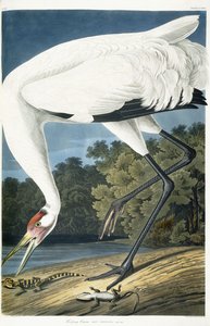 Roerdomp, volwassen mannetje, 1834 door John James Audubon