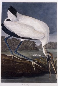 Houtibis door John James Audubon