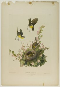 Geelborst Chat, gedrukt door Julien Bien en uitgegeven door Roe Lockwood & Son, 1861
