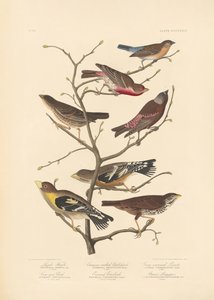 Lazuli-vink door John James Audubon/ Rob Havell