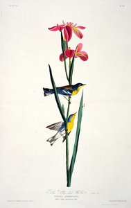 Blauwgele rugzanger, uit Birds of America, gegraveerd door Robert Havell (1793-1878) door John James after Audubon