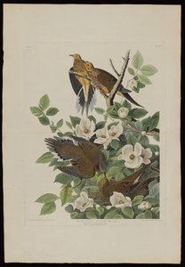 Carolina duif of tortelduif, uit Birds of America, gegraveerd door Robert Havell (1793-1878)