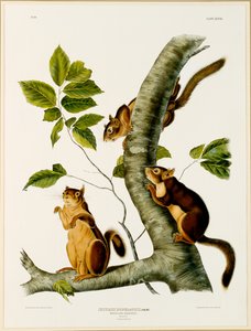 Douglas Eekhoorn, uit de folio De Levendbarende Zoogdieren van Noord-Amerika, gepubliceerd in 1845, 1844 door John James after Audubon