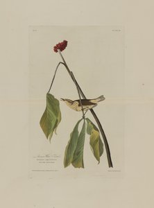 Louisiana waterrietzanger, uit Birds of America, gegraveerd door Robert Havell (1793-1878)