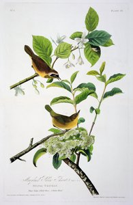 Maryland gele keel, uit Birds of America, gegraveerd door Robert Havell (1793-1878)