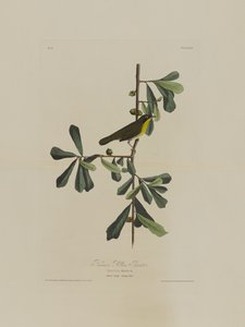 Roscoes gele keel, uit Birds of America, gegraveerd door Robert Havell (1793-1878) door John James after Audubon
