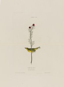 Selbys vliegenvanger, uit Birds of America, gegraveerd door Robert Havell (1793-1878)