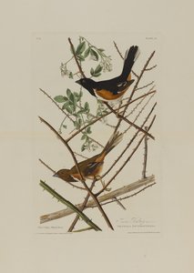 De Towhe bunting, uit Birds of America, gegraveerd door Robert Havell (1793-1878) door John James after Audubon