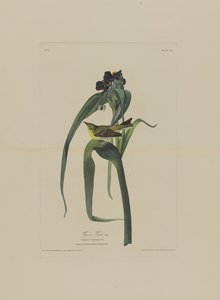 Vigers vireo, uit Birds of America, gegraveerd door Robert Havell (1793-1878) door John James after Audubon